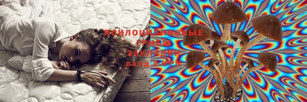 прущие грибы Баксан