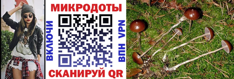 Галлюциногенные грибы Psilocybe  Купить где  Краснодар 