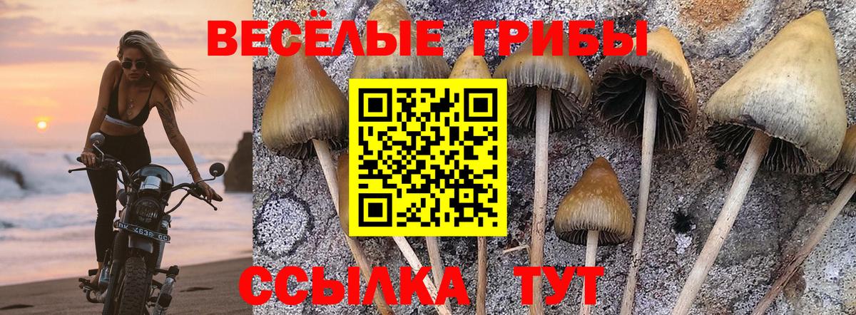 Псилоцибиновые грибы мицелий Краснодар