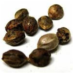 Семена марихуаны АК-47  (Seeds AK-47) в Краснодаре